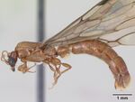 Casent0100738 p 1 high.jpg