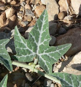 Cucurbita palmata 7.jpg