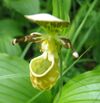 Cypripedium guttatum Vby1.JPG