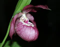 Cypripedium x ventricosum 170403.jpg