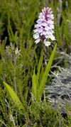 Dactylorhiza maculata Norway.jpg