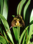 Dracula ubangina Orchi 14.jpg