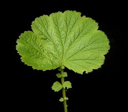 Geum rivale4 ies.jpg
