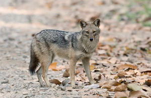 Golden jackal Corbett.jpg