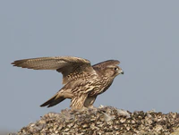 Jaktfalk (Falco rusticolus).JPG