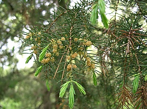 Juniperus rigida5.jpg