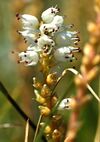 Knotweed2.jpg