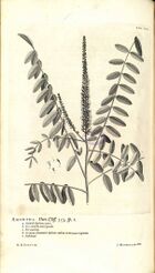 Linnaeus Hortus Cliffortianus plate 19.jpg