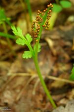 Moonwort (4752770708).jpg