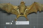 Naturalis Biodiversity Center - RMNH.MAM.22927.b ven - Brachyphylla cavernarum - skin.jpeg