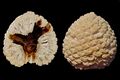 Petrified Araucaria cone from patagonia-Edit1.jpg