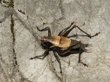 Pholidoptera aptera male hochtor.jpg