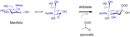Biosynthesis of sialic acid by a bacterial aldolase enzyme.