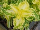 Solenostemon scutellarioides (Coleus x hybridus) 'Lime Frills' Leaf Closeup 2550px.jpg
