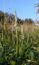 Spiranthes spiralis 170808.jpg