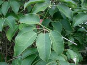 Stauntonia hexaphylla2.jpg