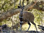 Tragelaphus scriptus (male).jpg