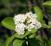 Viburnum burejaeticum.jpg