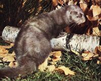 AmericanMink.jpg