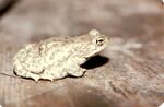 Bufo stomaticus04.jpg