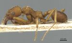 CASENT0912502 Paramycetophylax bruchi.jpg