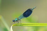 Calopteryx splendens (10).jpg