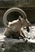Capra nubiana, Tierpark Hellabrunn – 03.jpg