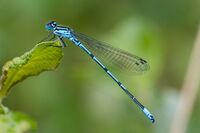 Coenagrion puella 15(loz).jpg