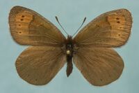 Erebia pandrose1.jpg