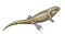Eucritta1DB white background.jpg