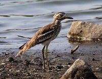 Indian Stone-curlew Burhinus indicus (4192874412).jpg