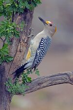 Melanerpes aurifrons.jpg