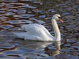Mute Swan Emsworth2.JPG