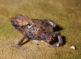 Paedophryne verrucosa1.jpg