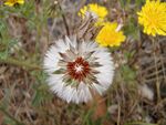 Picris echioides in Pacifica.JPG