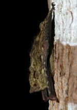 Rhynchonycteris naso2.jpg