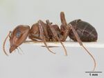 Rossomyrmex proformicarum casent0178514 profile 1.jpg