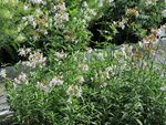 Saponaria officinalis Prague 2011 1.jpg