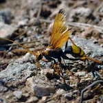 Spiderwasp Cryptocheilus alternatus.jpg