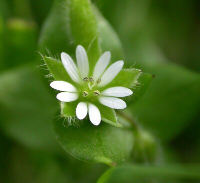 Stellaria media 2003-02-04.jpg