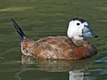 White-headed Duck (Oxyura leucocephala) RWD1.jpg