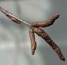 Winter male catkins of European birch.jpg