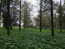 Регулярный сад (Верхний сад), левая сторона от проспект Ленина, 108, Красное Село, Красносельский район, Санкт-Петербург.jpg
