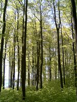 Bøkeskog2.jpg
