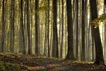 Beech forest male karpaty 01.jpg
