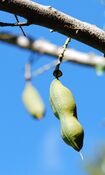 Castanospermum australe 01 Pengo.jpg