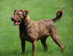 Chesapeake Bay Retriever1.jpg