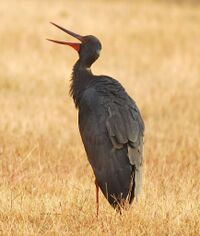 Ciconia nigra 10.jpg