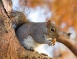 Eastern Grey Squirrel in St James's Park, London - Nov 2006 edit.jpg