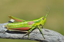 Euthystira brachyptera female (7973808124).jpg